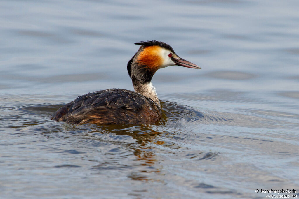 Great Crested Grebeadult breeding