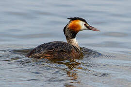 Great Crested Grebe