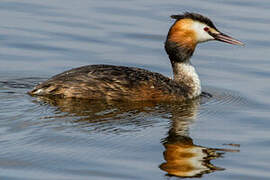 Great Crested Grebe