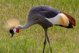 Grey Crowned Crane