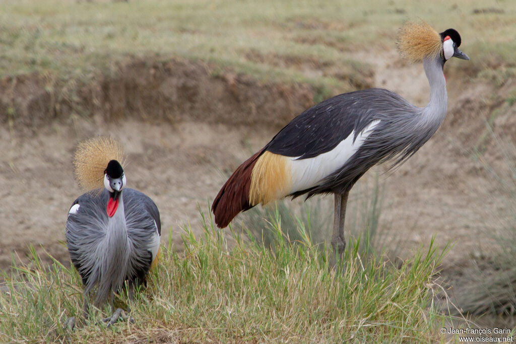 Grey Crowned Crane