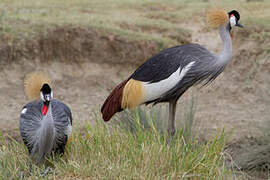 Grey Crowned Crane