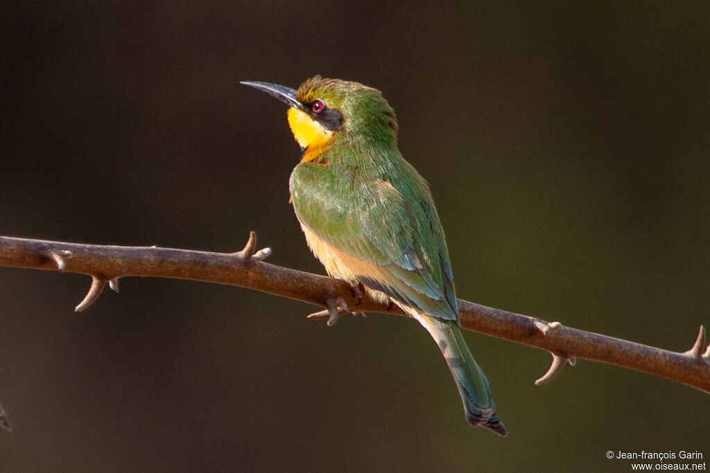 Little Bee-eater