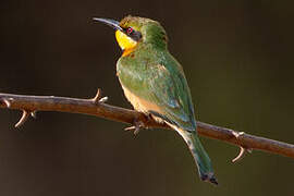 Little Bee-eater