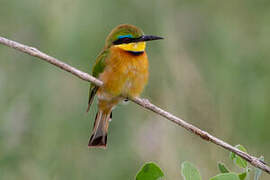 Little Bee-eater