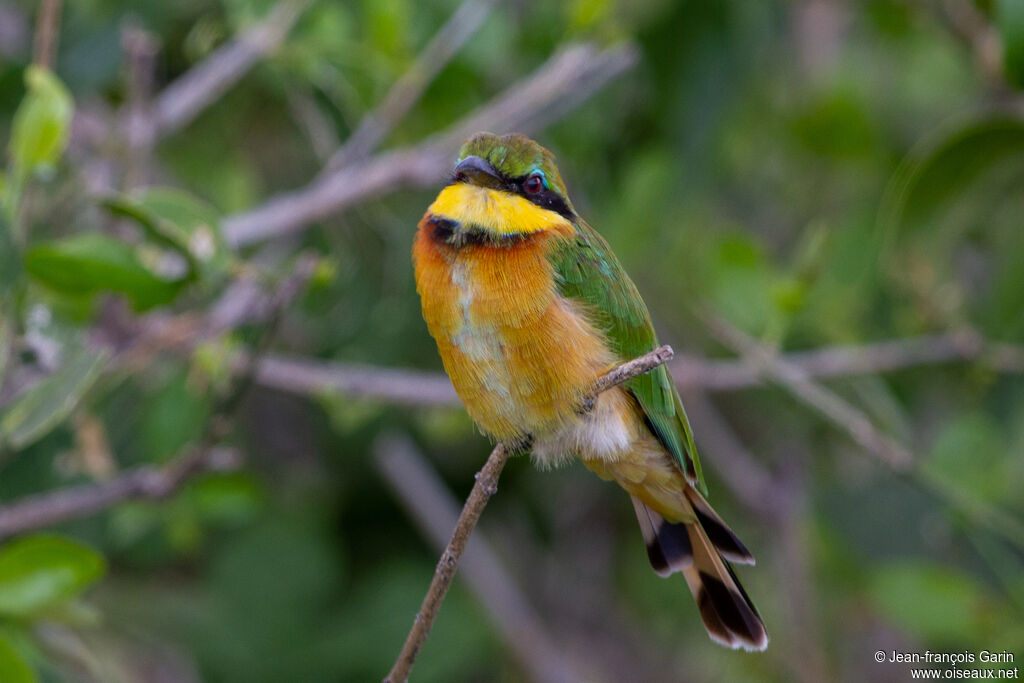 Little Bee-eater