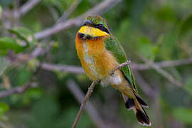 Little Bee-eater