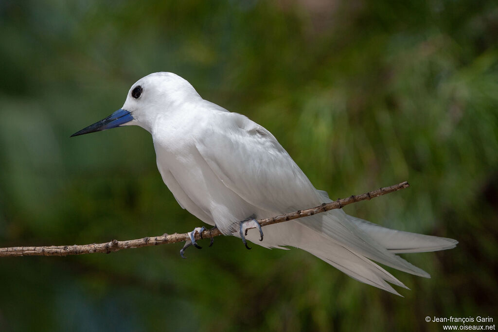 White Ternadult