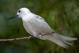 White Tern