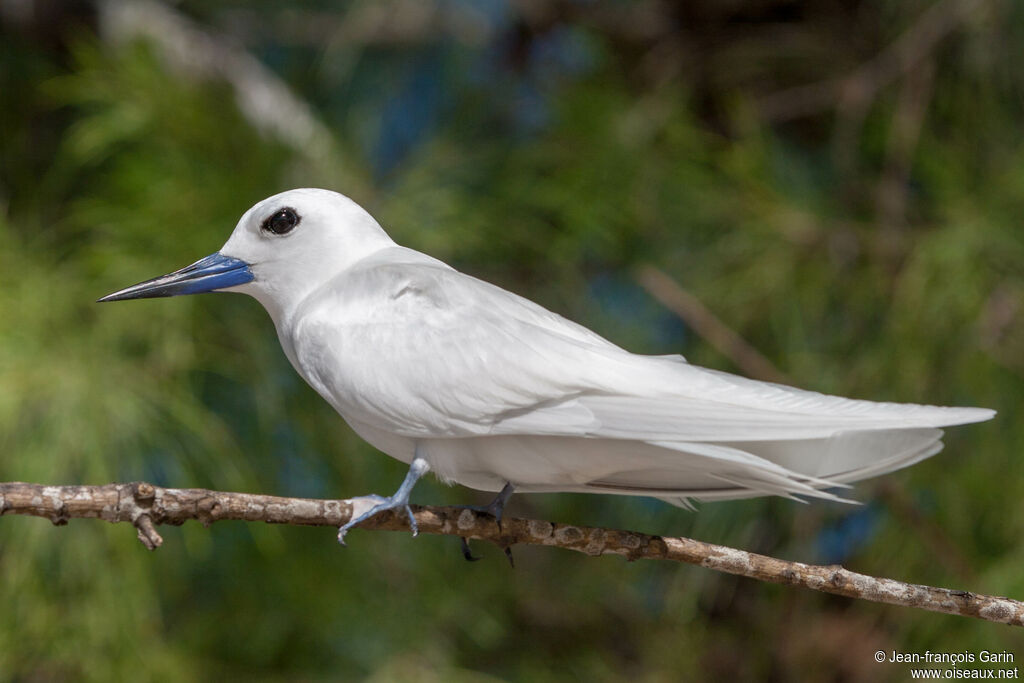 White Ternadult