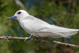 White Tern