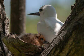 White Tern