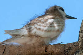 White Tern