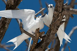 White Tern