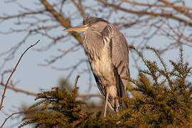 Grey Heron