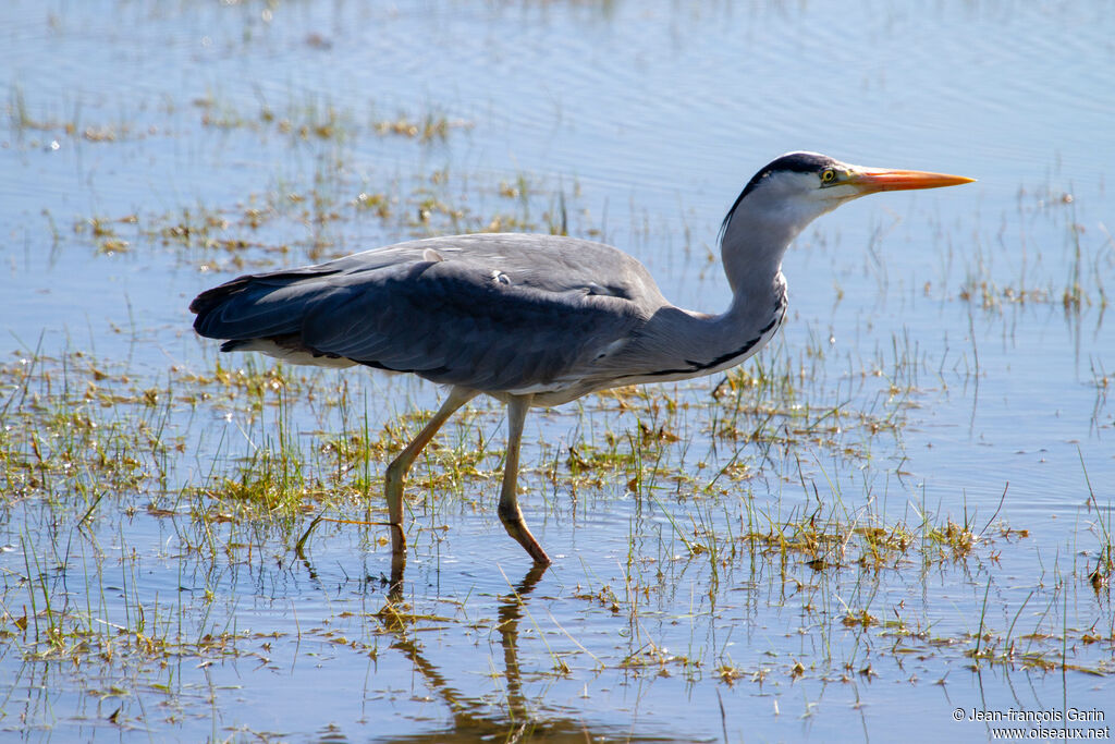 Héron cendré, pêche/chasse