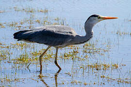 Grey Heron