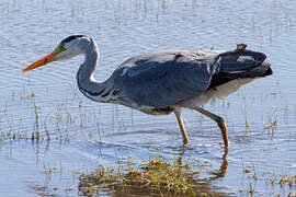 Grey Heron