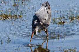 Grey Heron