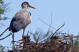 Grey Heron