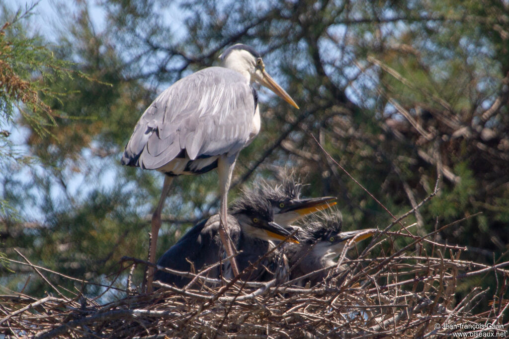 Grey Heron