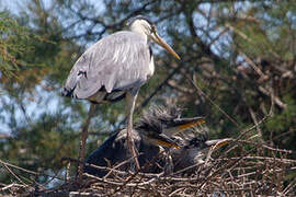 Grey Heron