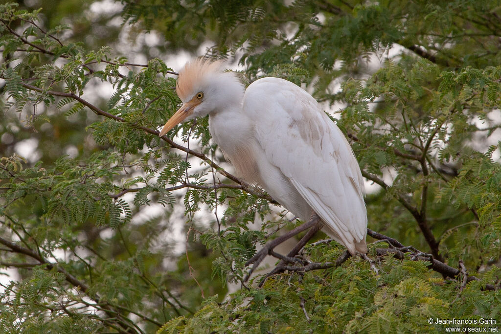 Western Cattle Egretadult breeding