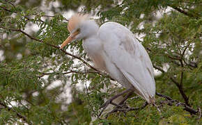 Western Cattle Egret