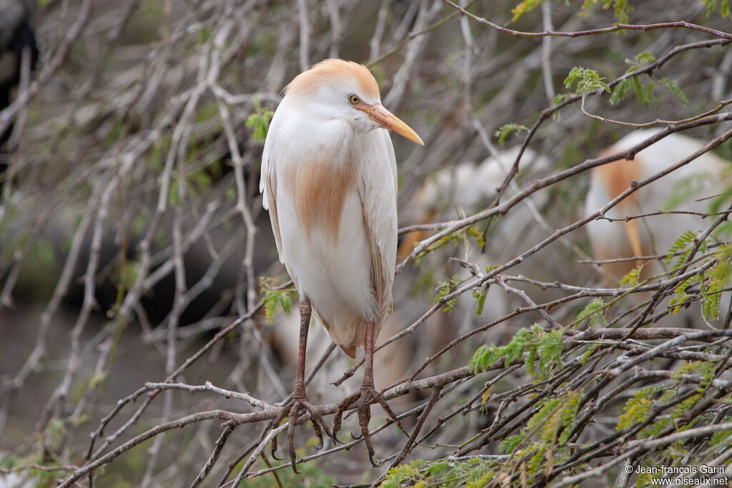 Western Cattle Egretadult breeding