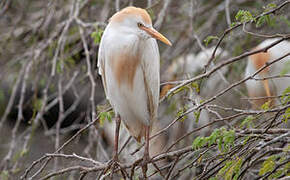 Western Cattle Egret