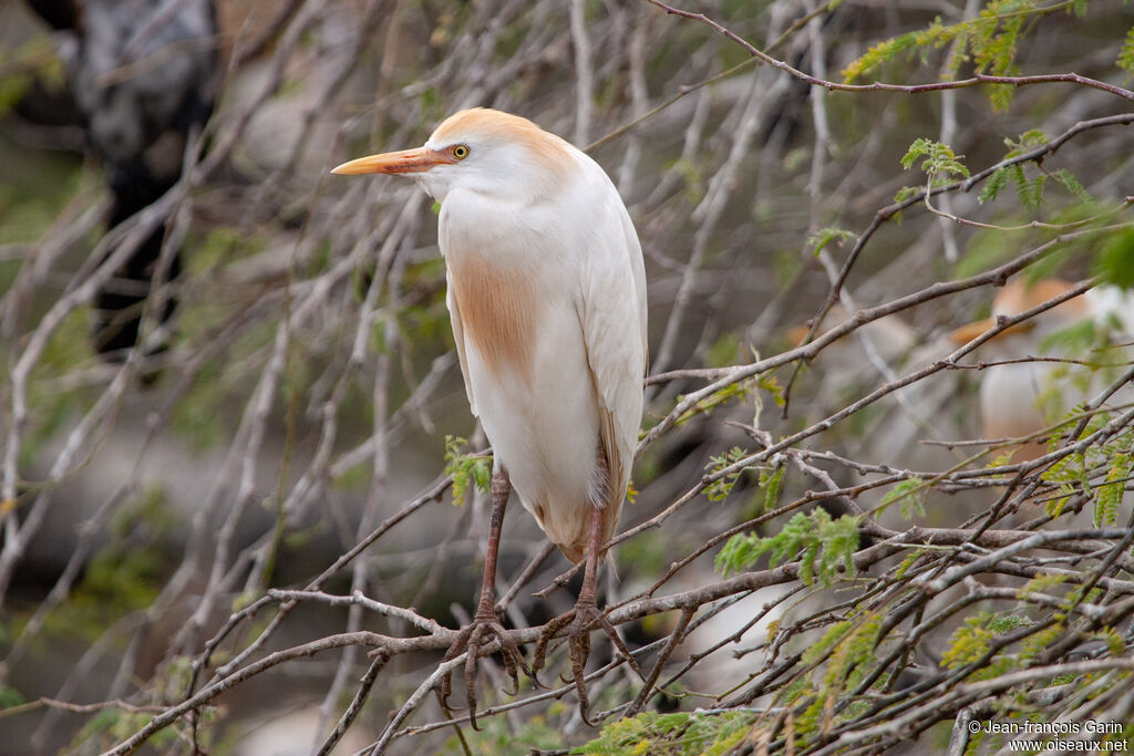 Western Cattle Egretadult breeding