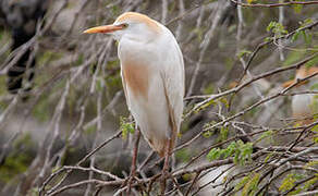 Western Cattle Egret