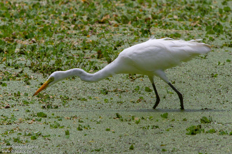 Intermediate Egret, fishing/hunting