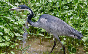 Black-headed Heron