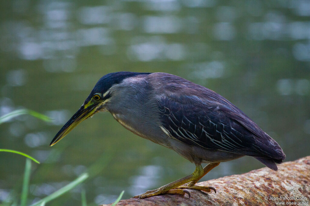 Striated Heronadult