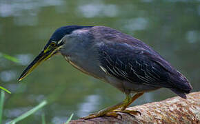 Striated Heron