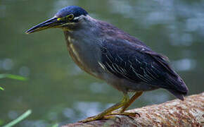 Striated Heron