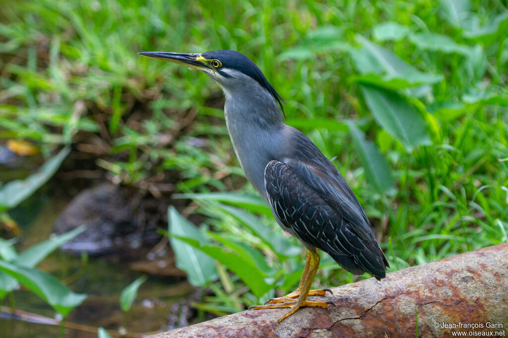 Striated Heron