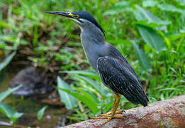 Striated Heron