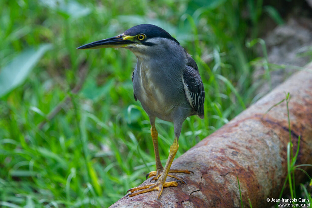 Striated Heron