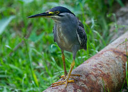 Striated Heron