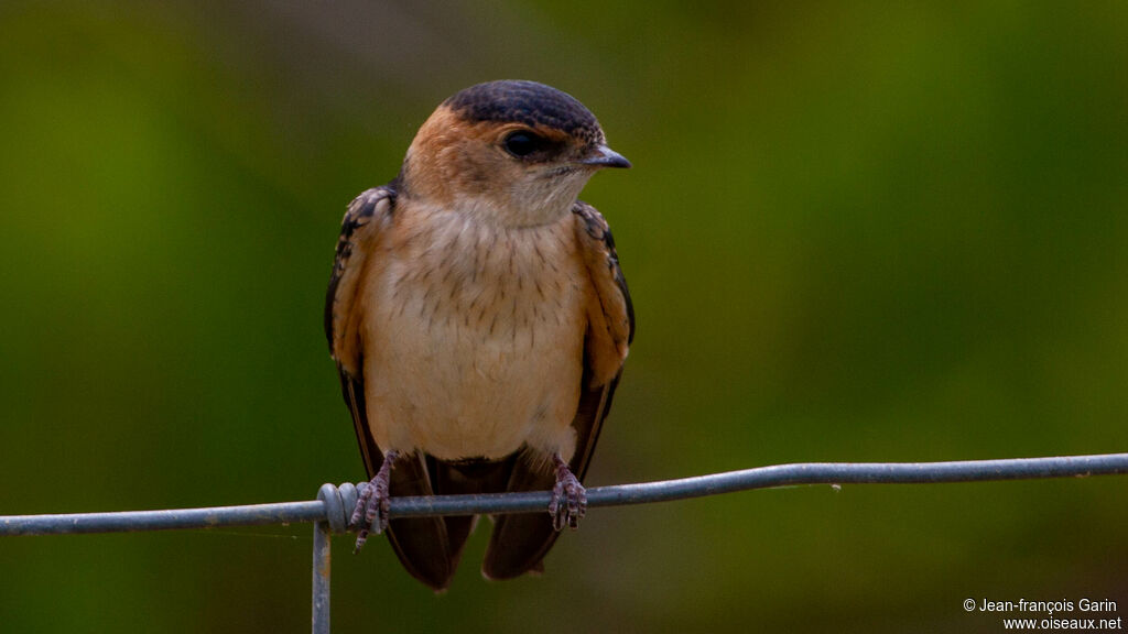 Hirondelle rousseline