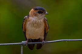 Red-rumped Swallow