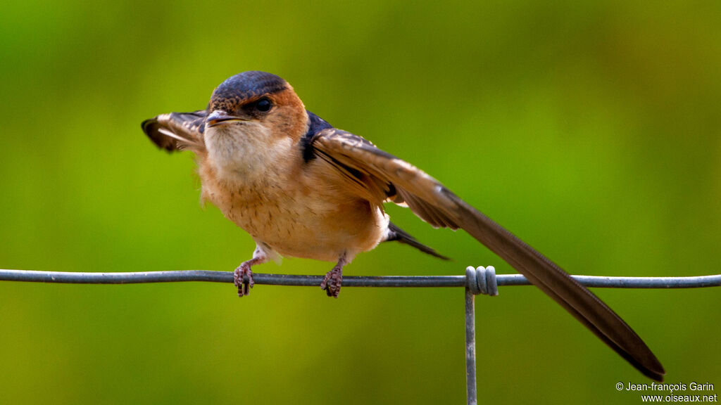 Hirondelle rousseline