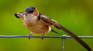 Red-rumped Swallow