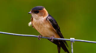 Red-rumped Swallow