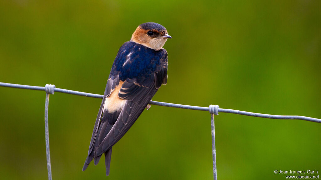 Red-rumped Swallow