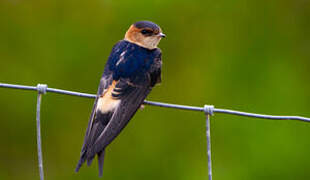 Red-rumped Swallow