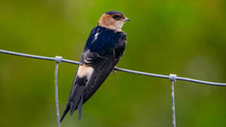 Red-rumped Swallow