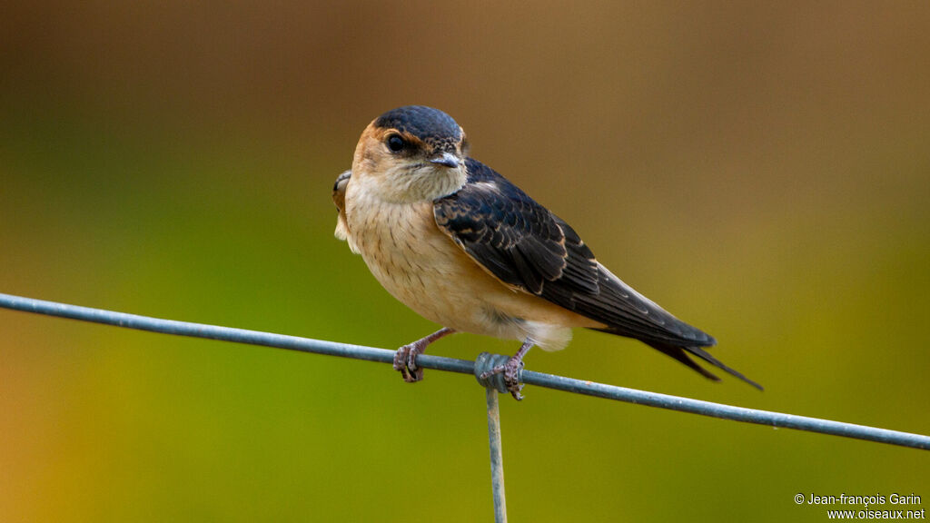 Red-rumped Swallow